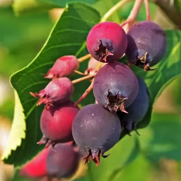 Превью изображения