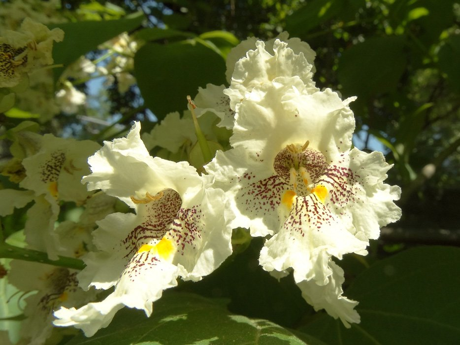 Превью изображения