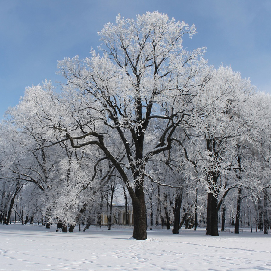 Превью изображения