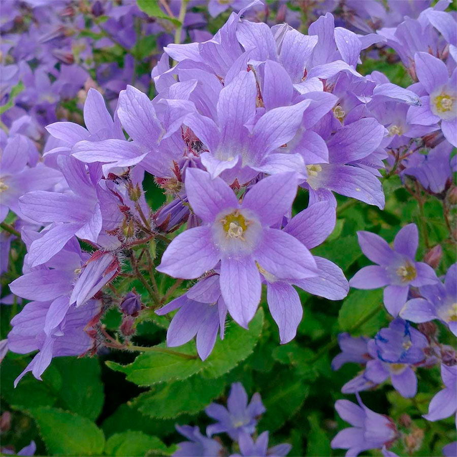 Превью изображения