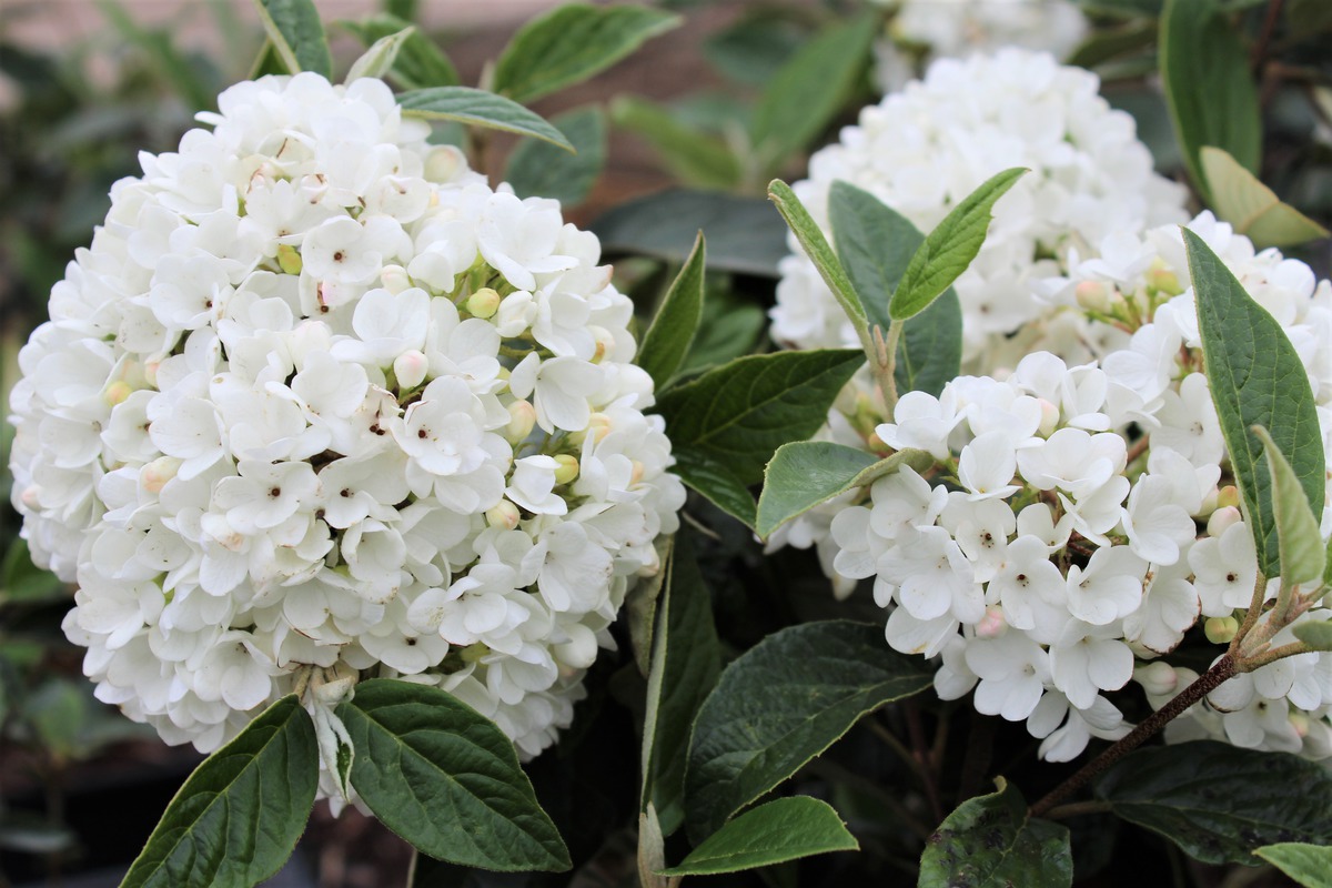 Превью изображения