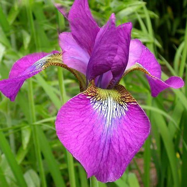 Превью изображения