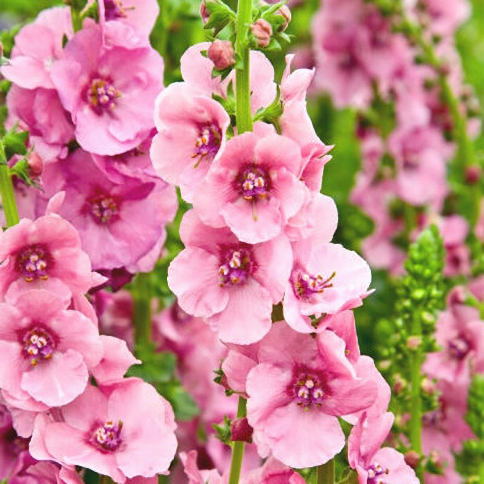 Превью изображения