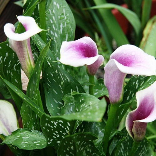 Превью изображения