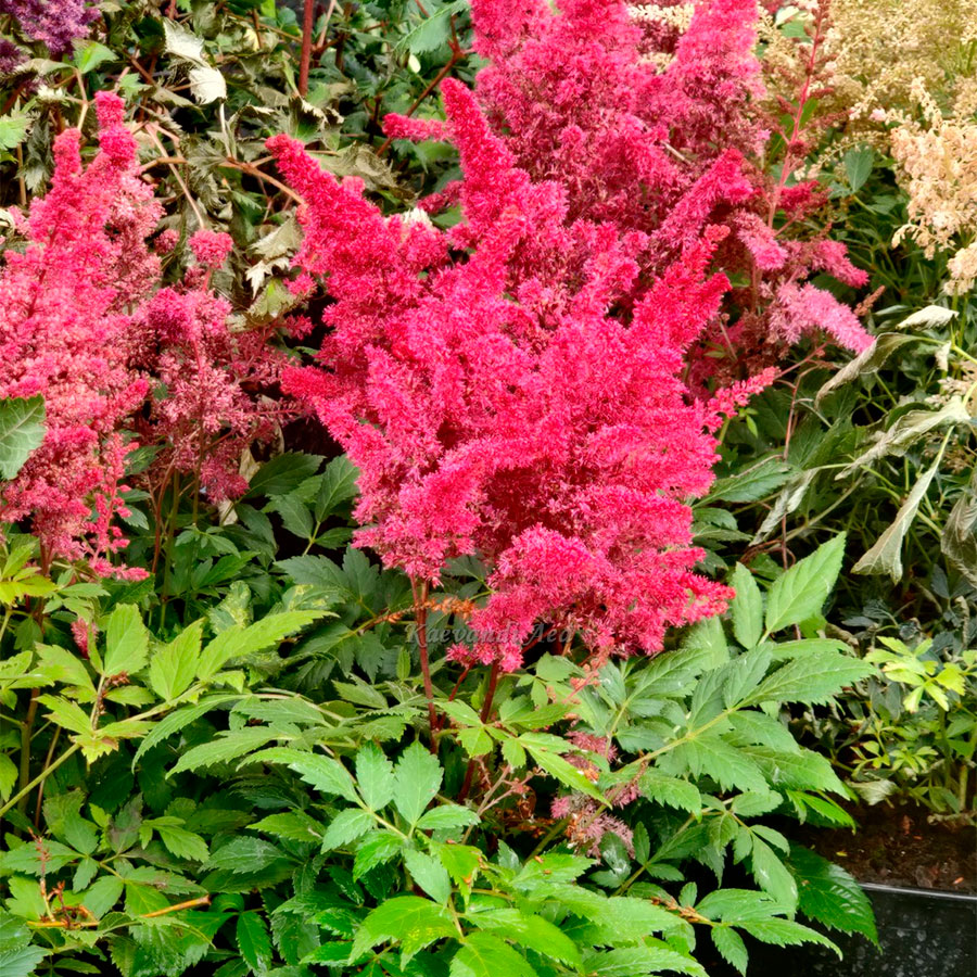 Превью изображения