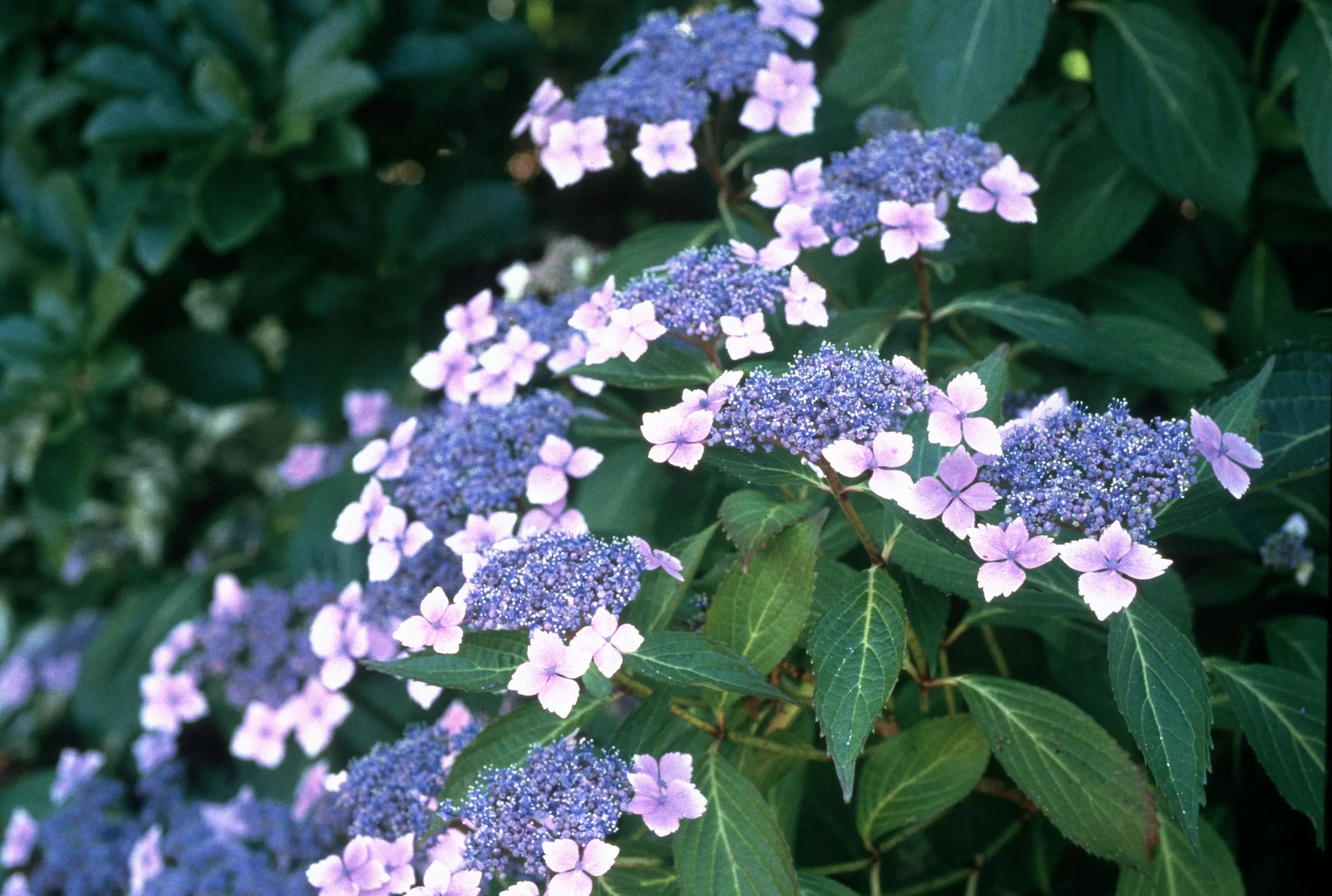 Превью изображения