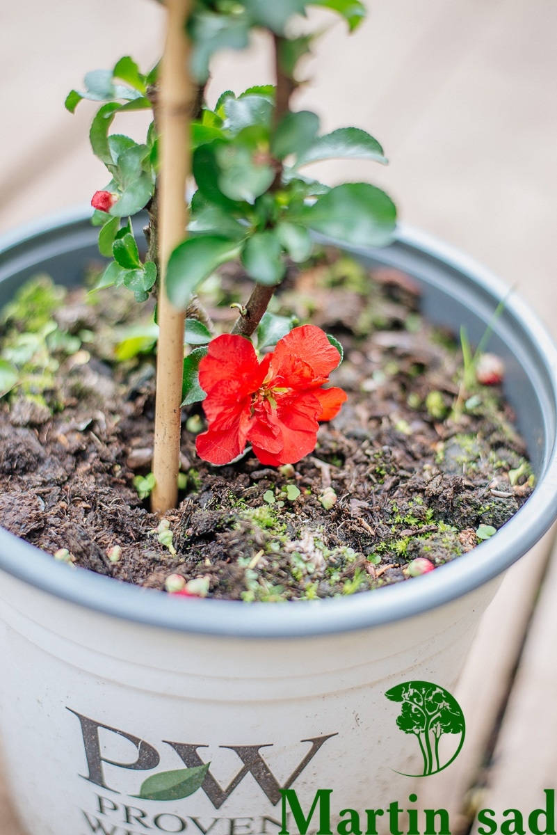 Превью изображения