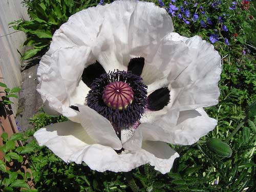 Превью изображения