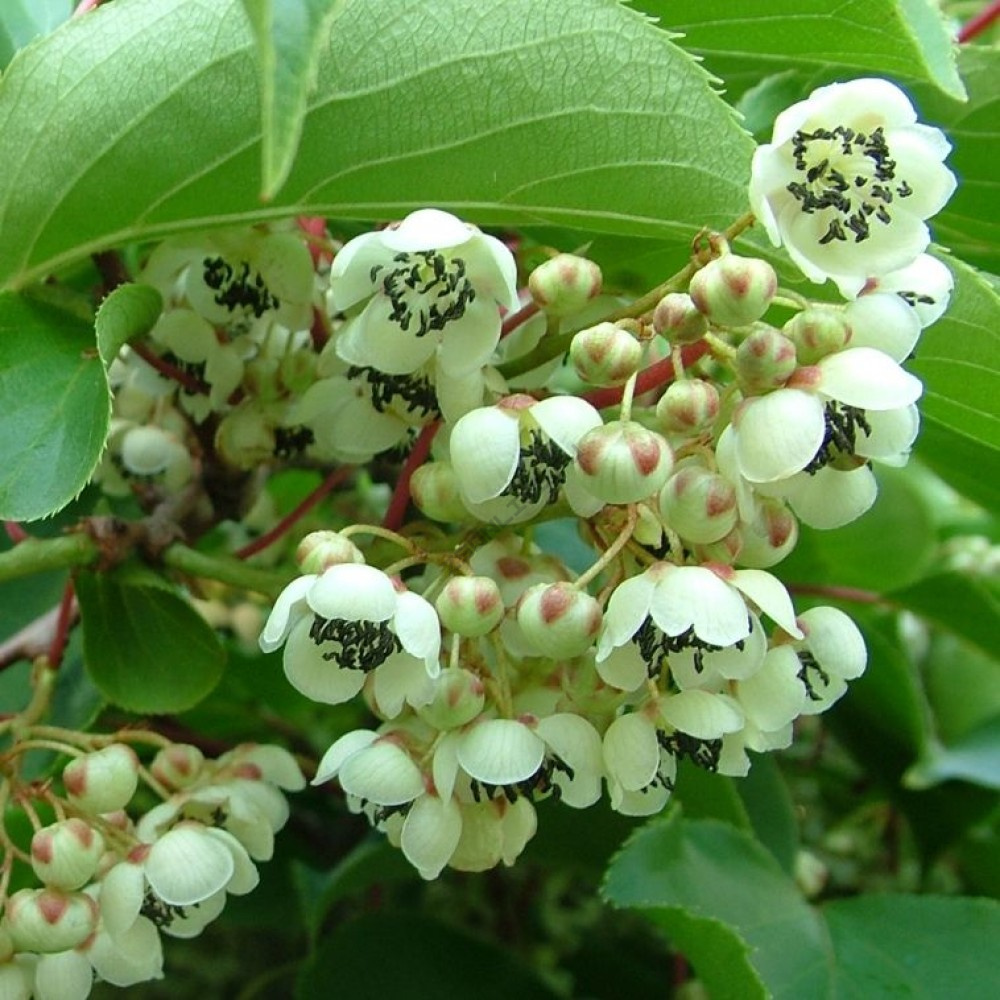 Превью изображения