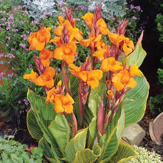 Превью изображения