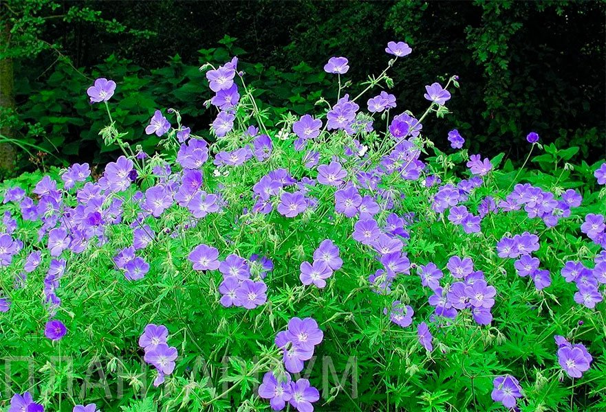 Превью изображения