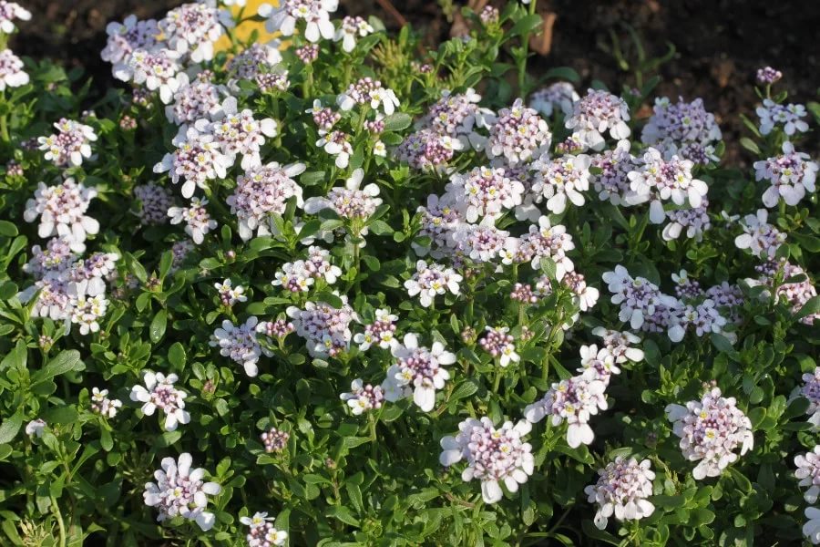 Превью изображения