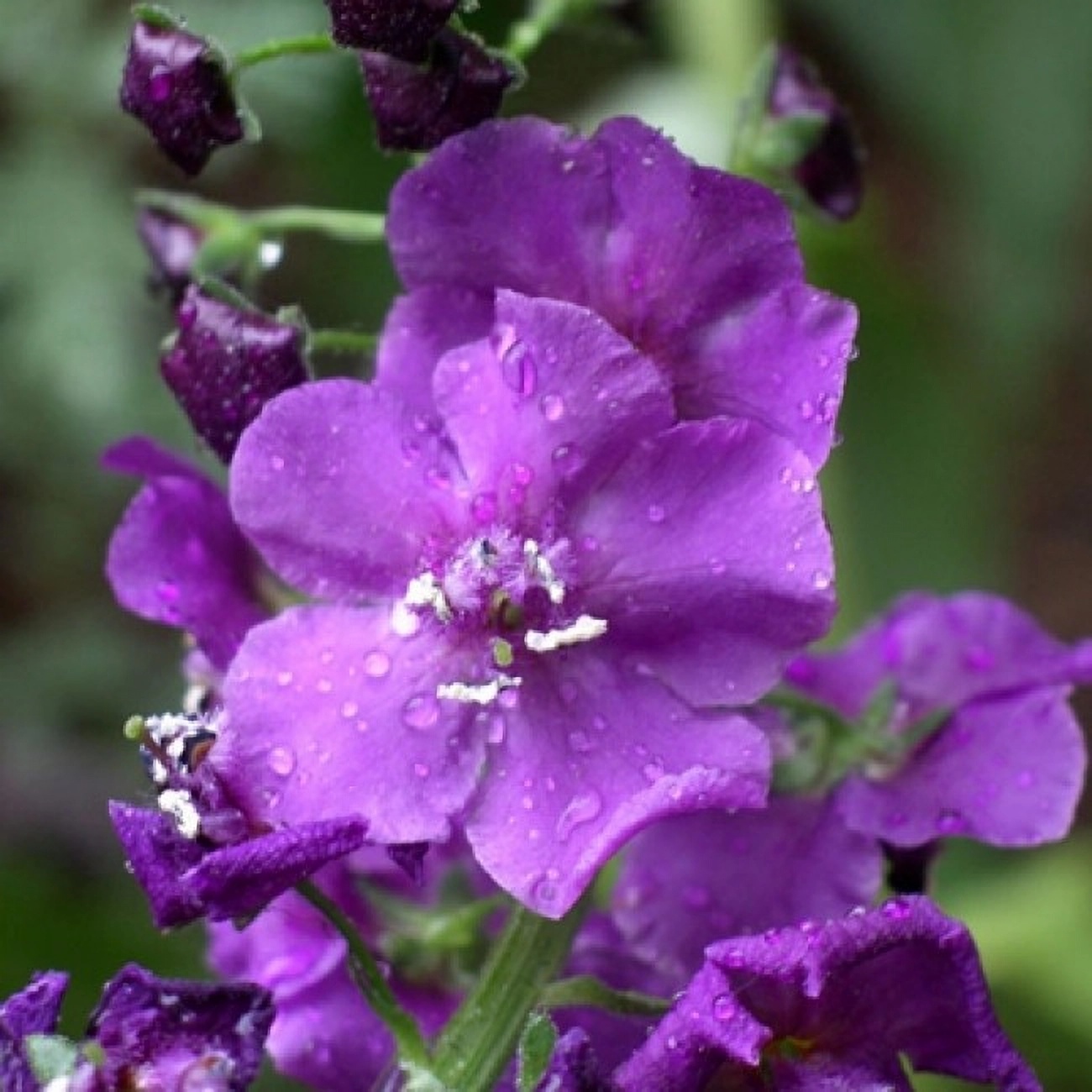 Превью изображения