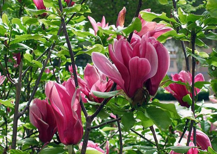 Превью изображения