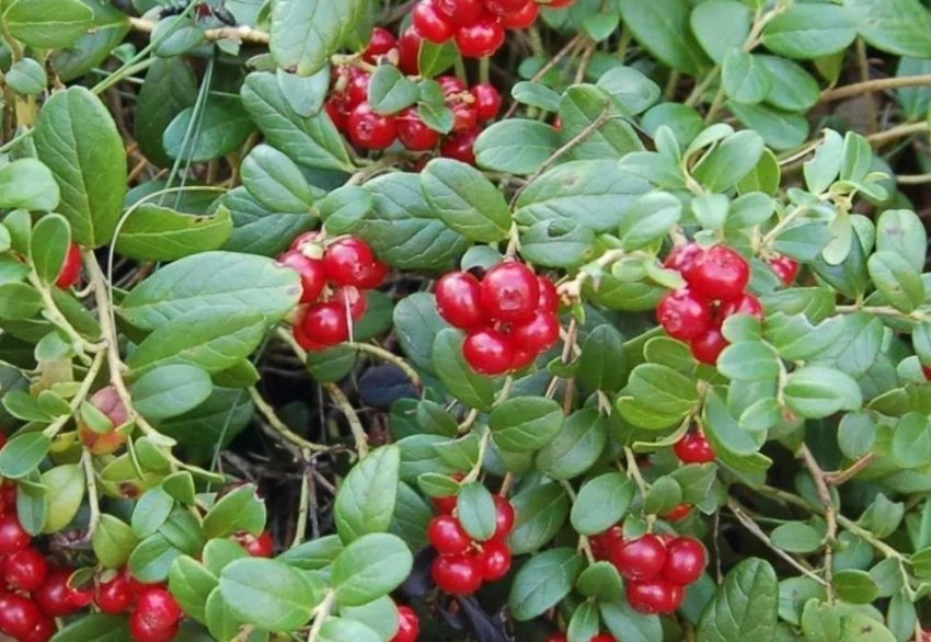 Превью изображения