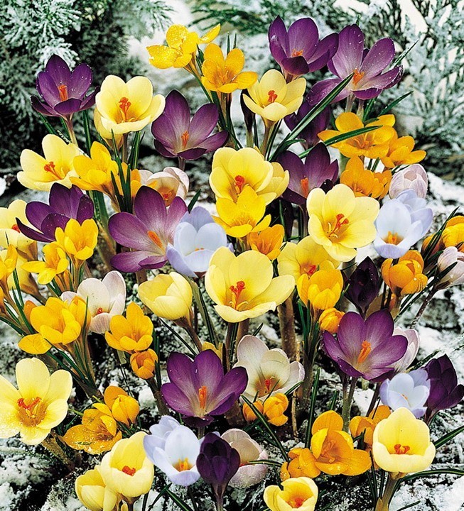 Превью изображения