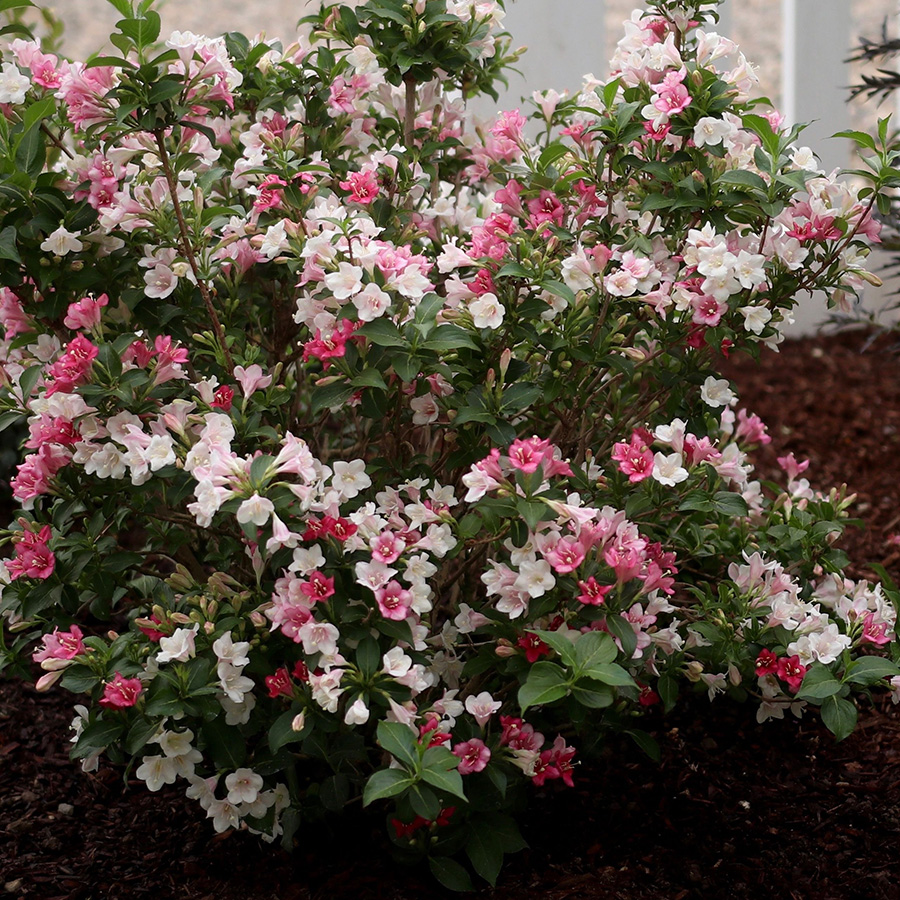 Превью изображения