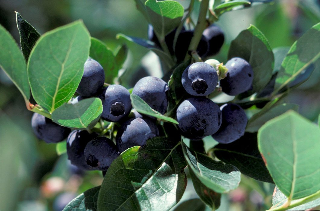 Превью изображения