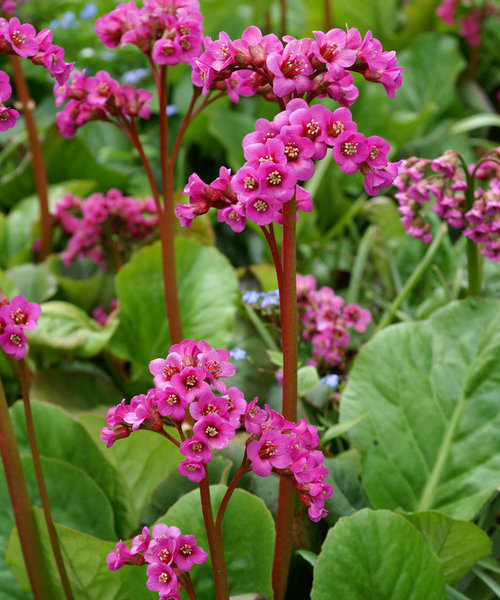 Превью изображения