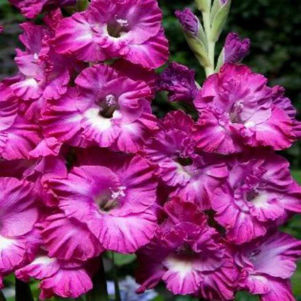 Превью изображения