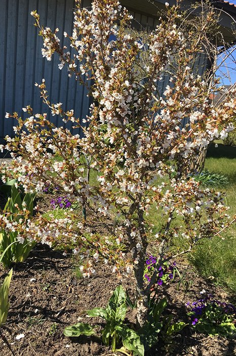 Превью изображения