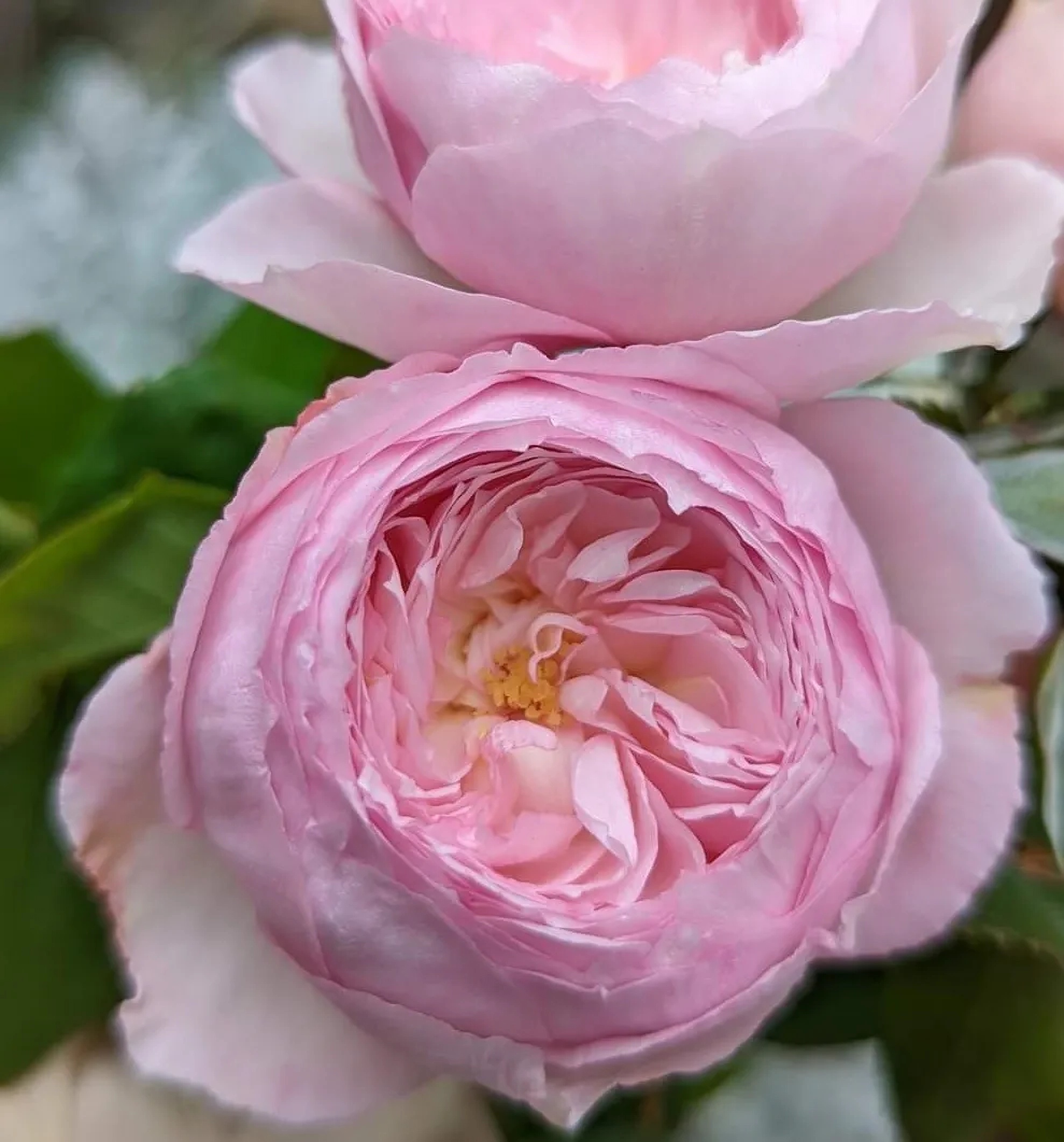 Превью изображения