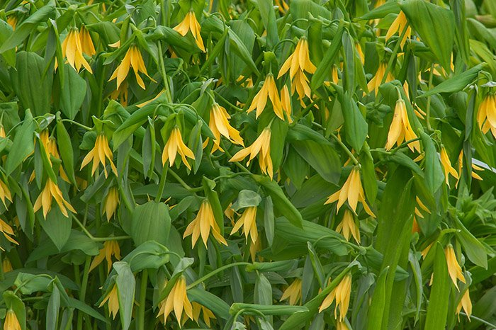 Превью изображения