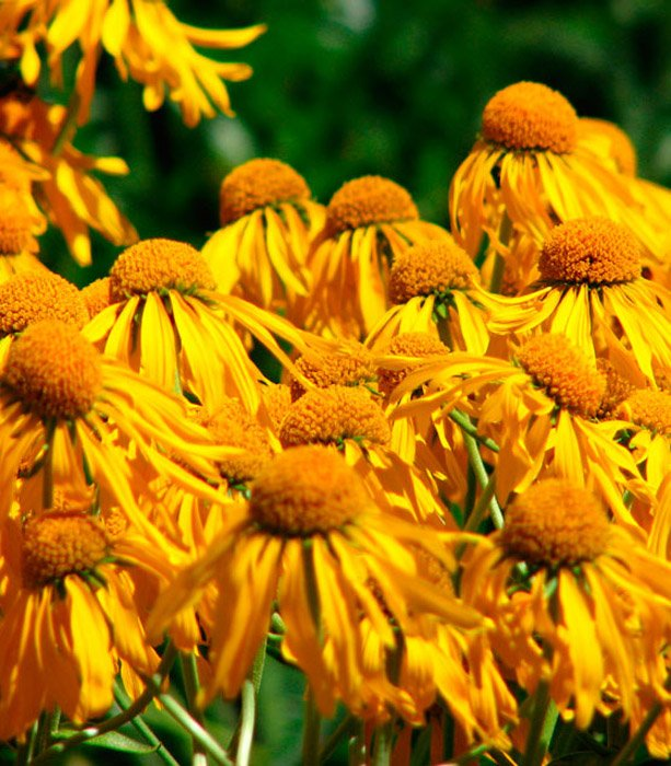 Превью изображения