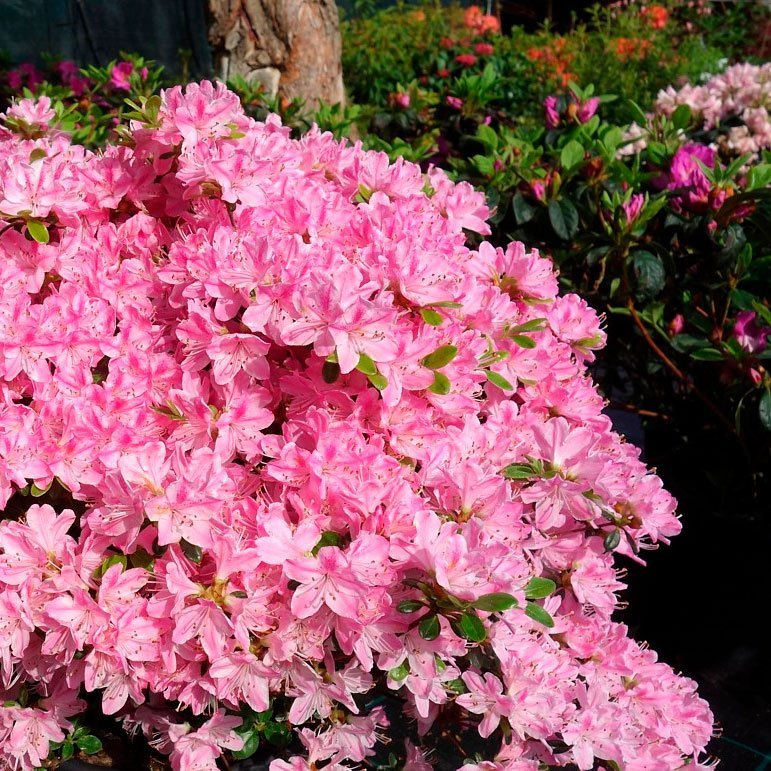 Превью изображения