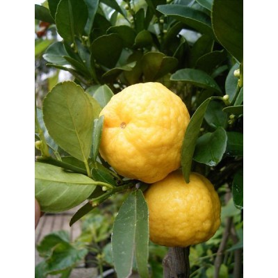 Превью изображения