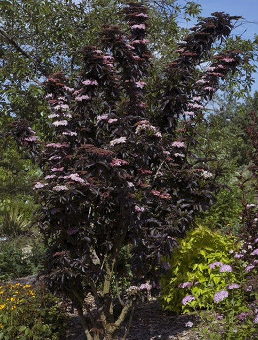 Превью изображения