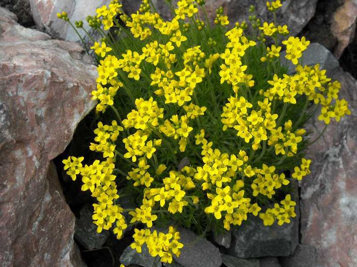 Превью изображения