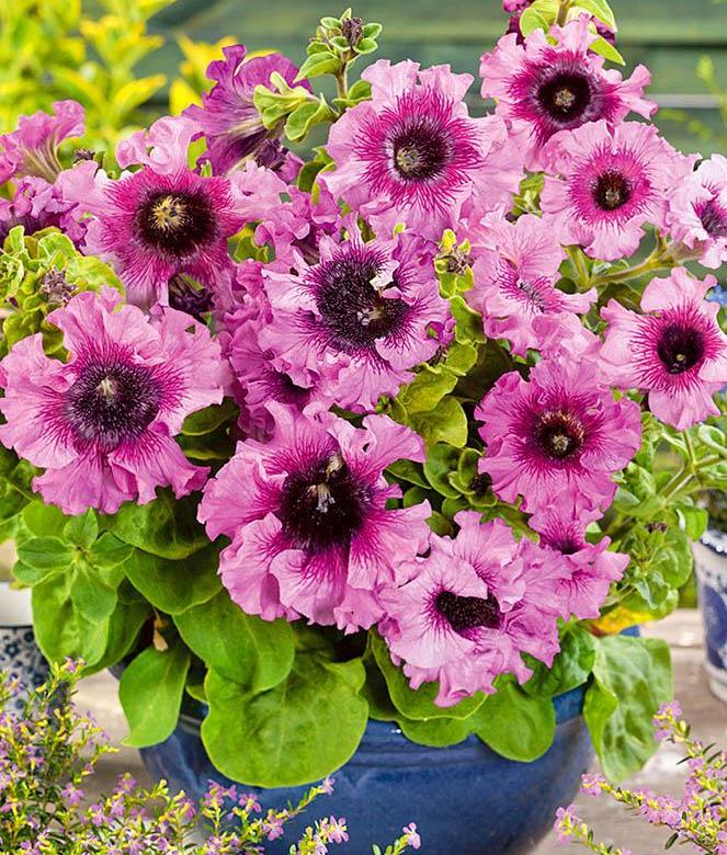 Превью изображения