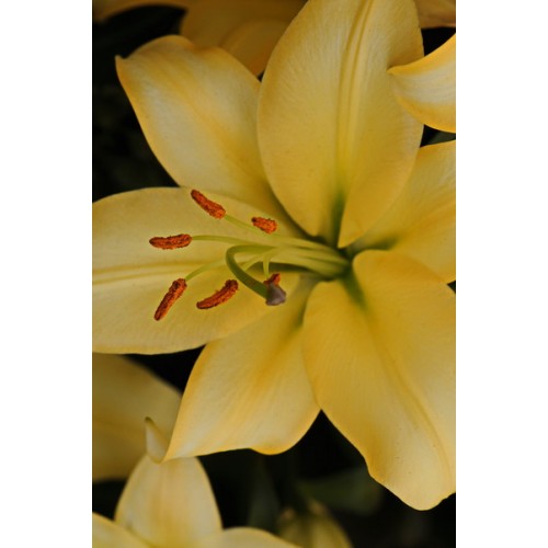 Превью изображения