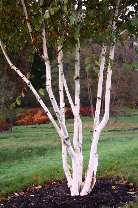 Превью изображения