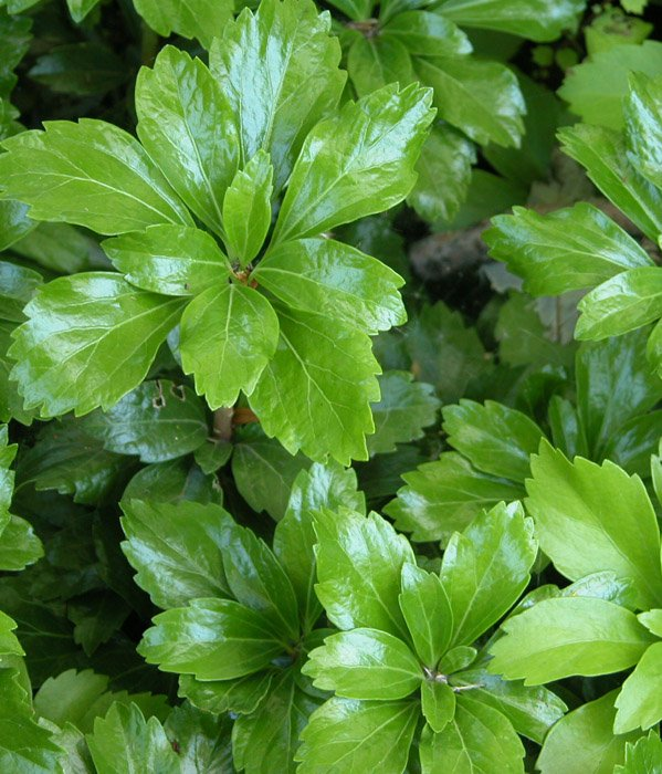 Превью изображения