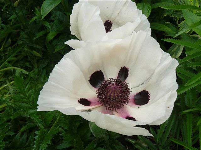 Превью изображения