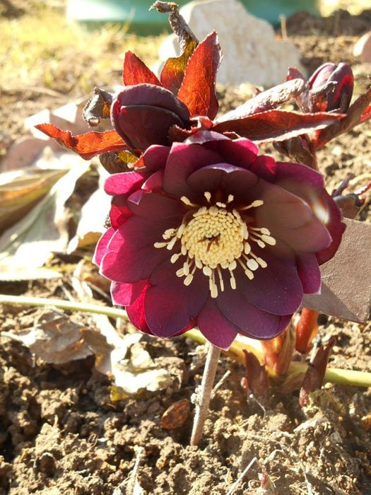 Превью изображения