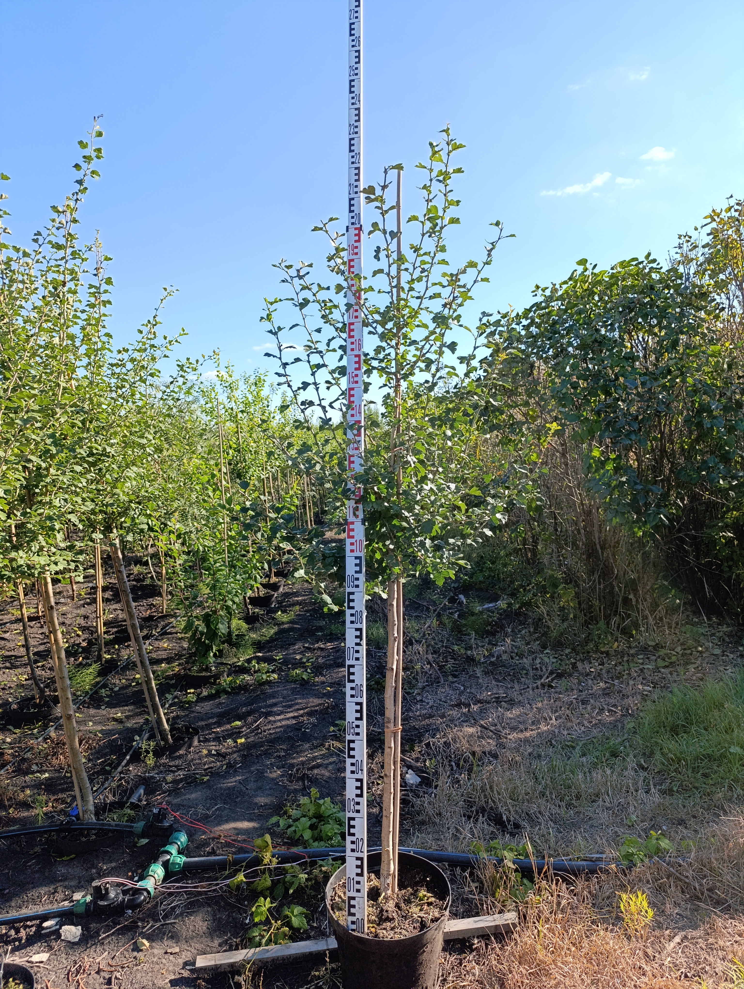 Превью изображения