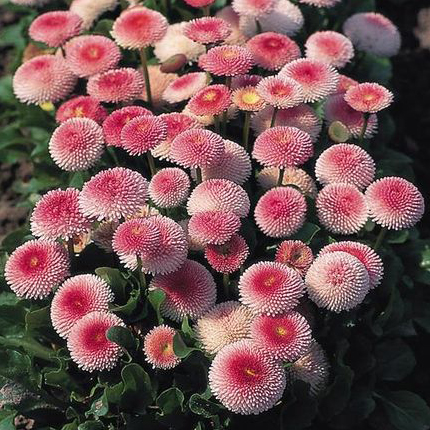 Превью изображения