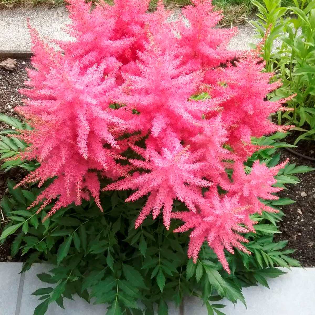 Превью изображения