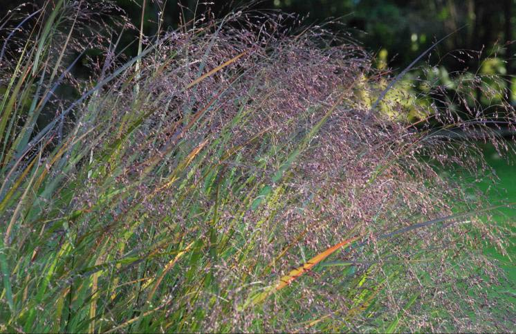 Превью изображения