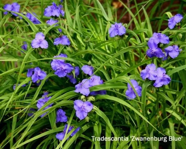 Превью изображения