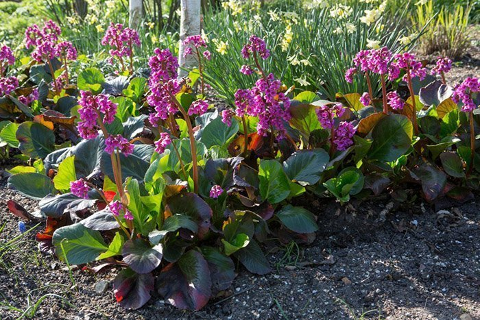 Превью изображения