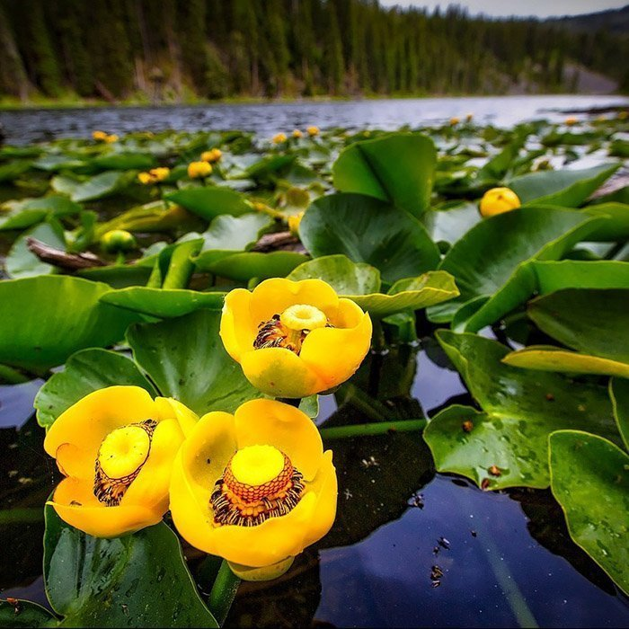 Превью изображения