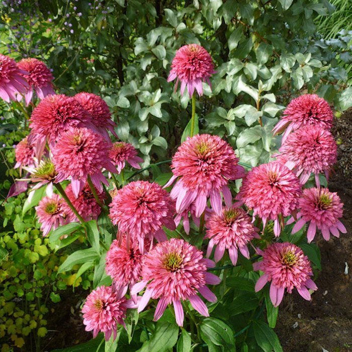 Превью изображения