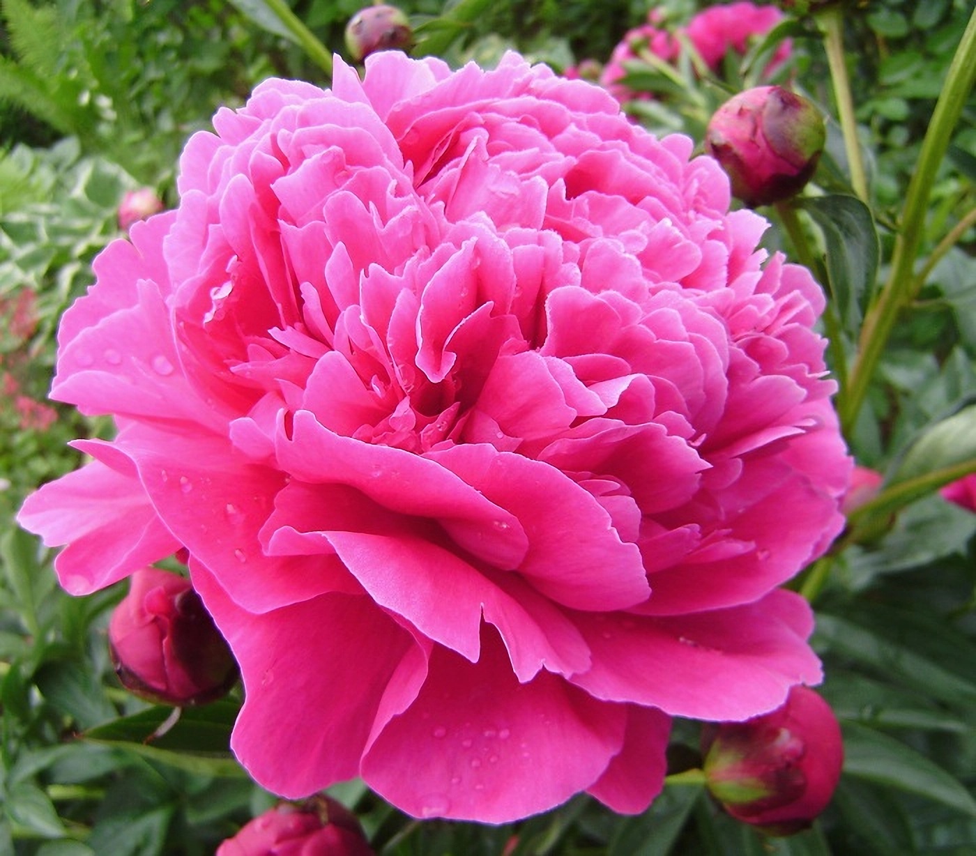 Превью изображения