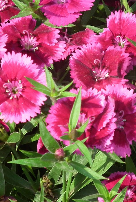 Превью изображения