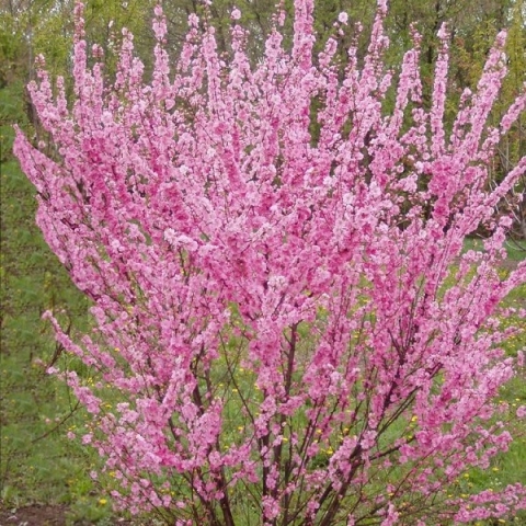 Превью изображения