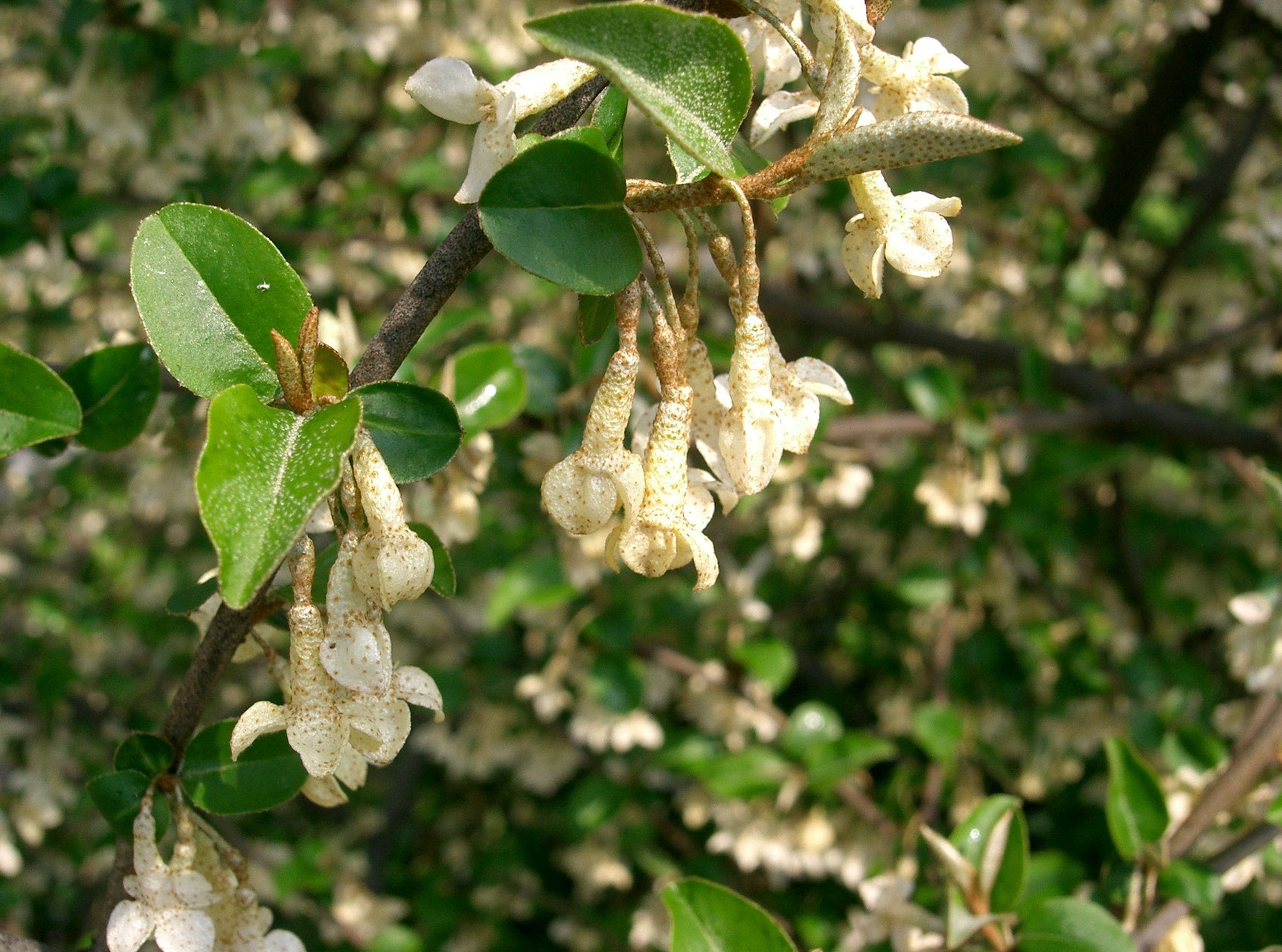 Превью изображения